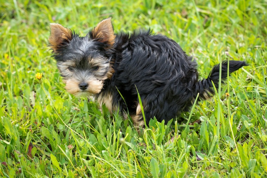 What do You Know About Your Dog's Poop?
